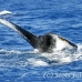 whale_humpback_h_00082_dom2116.jpg